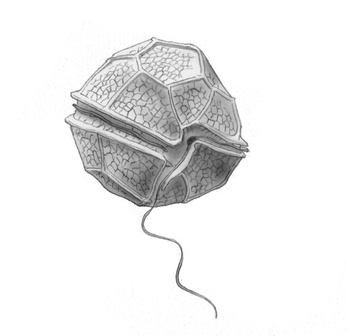 Dictyocha speculum